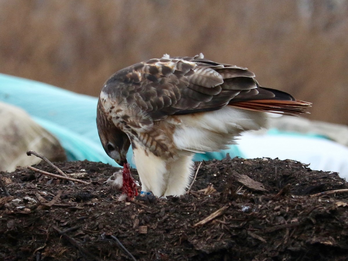 Red-tailed Hawk - ML647220474