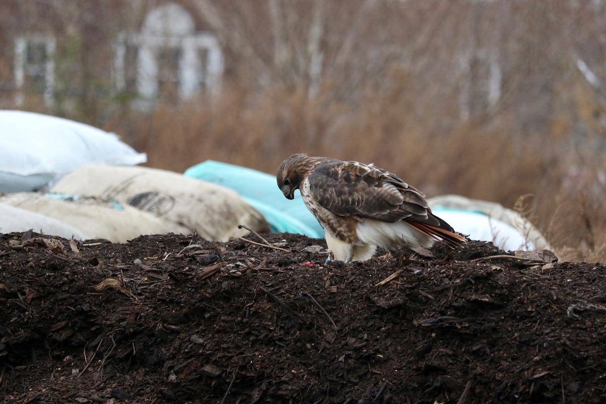 Red-tailed Hawk - ML647220475
