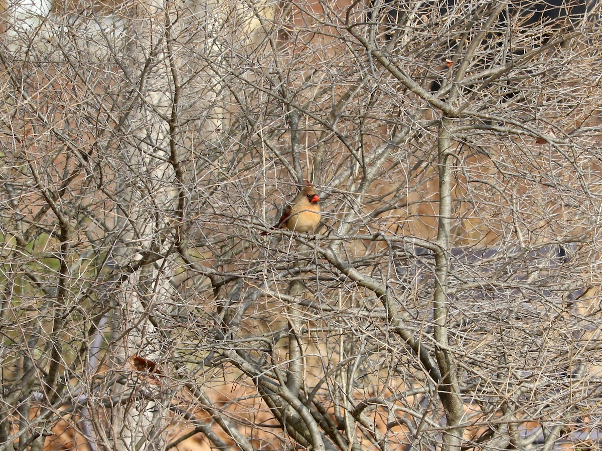 Northern Cardinal - ML647220478