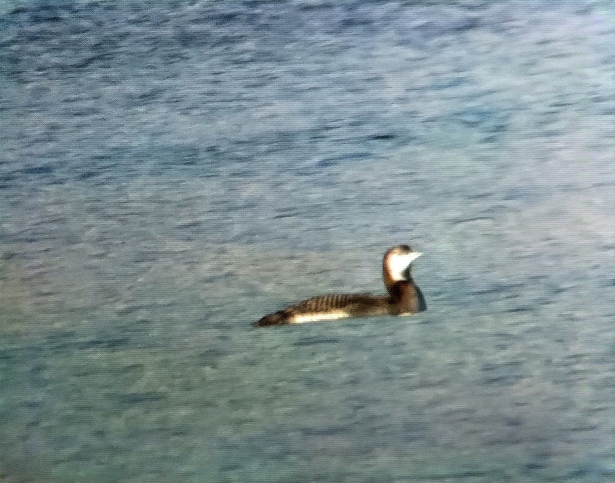 Aliota handia - ML647220481