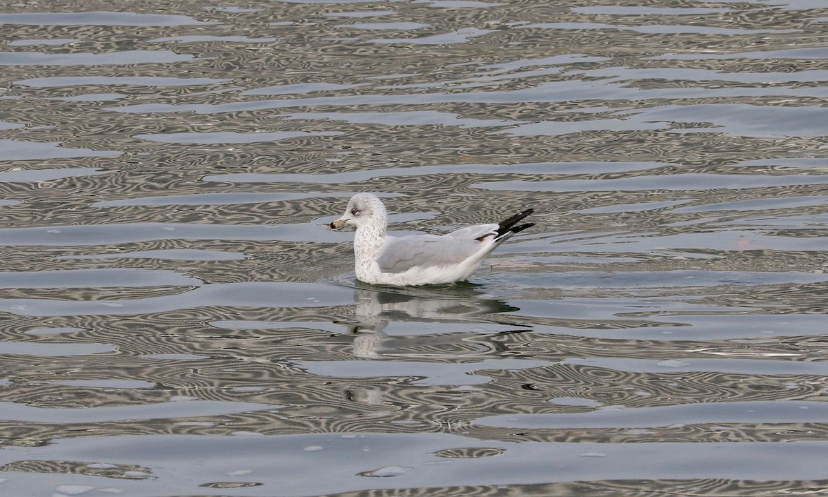 Ring-billed Gull - ML647220482