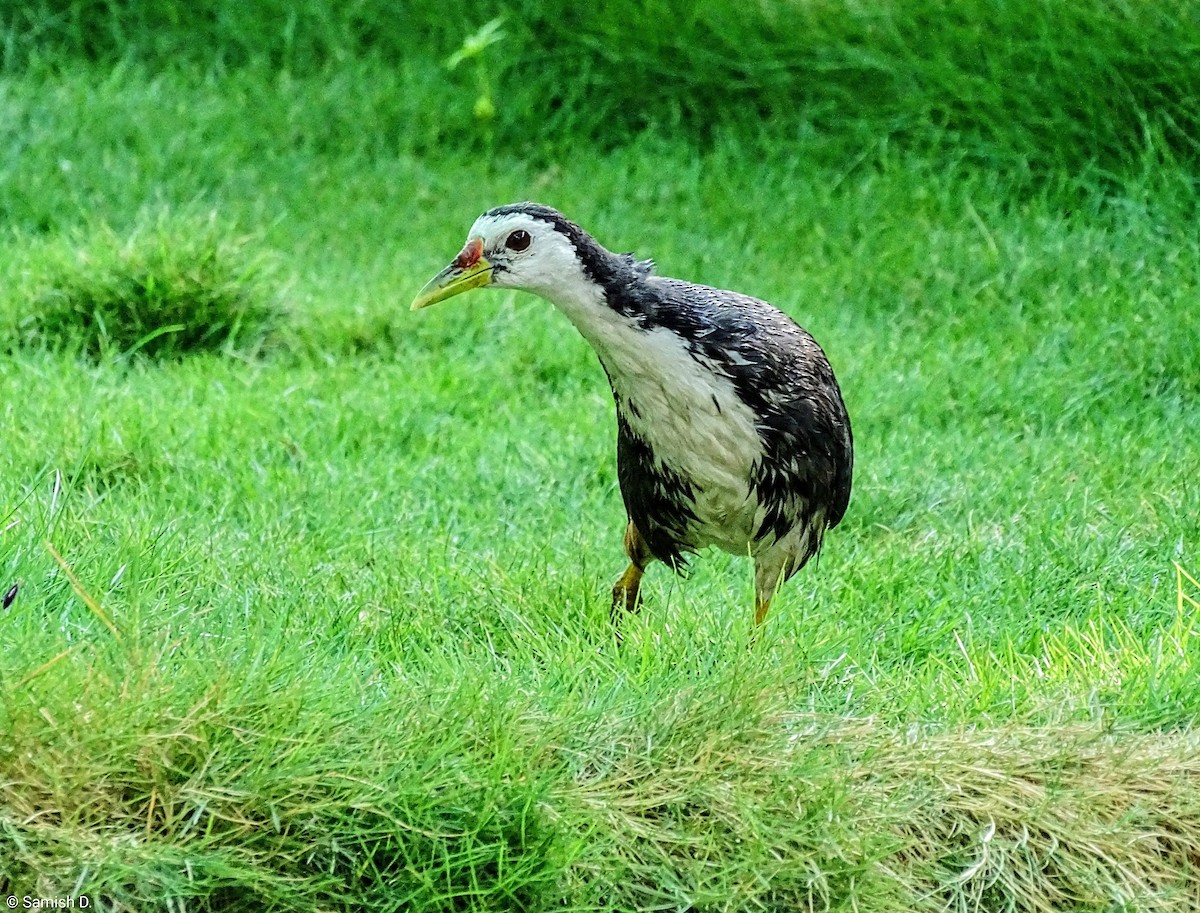 סופית לבנת-חזה - ML647220493
