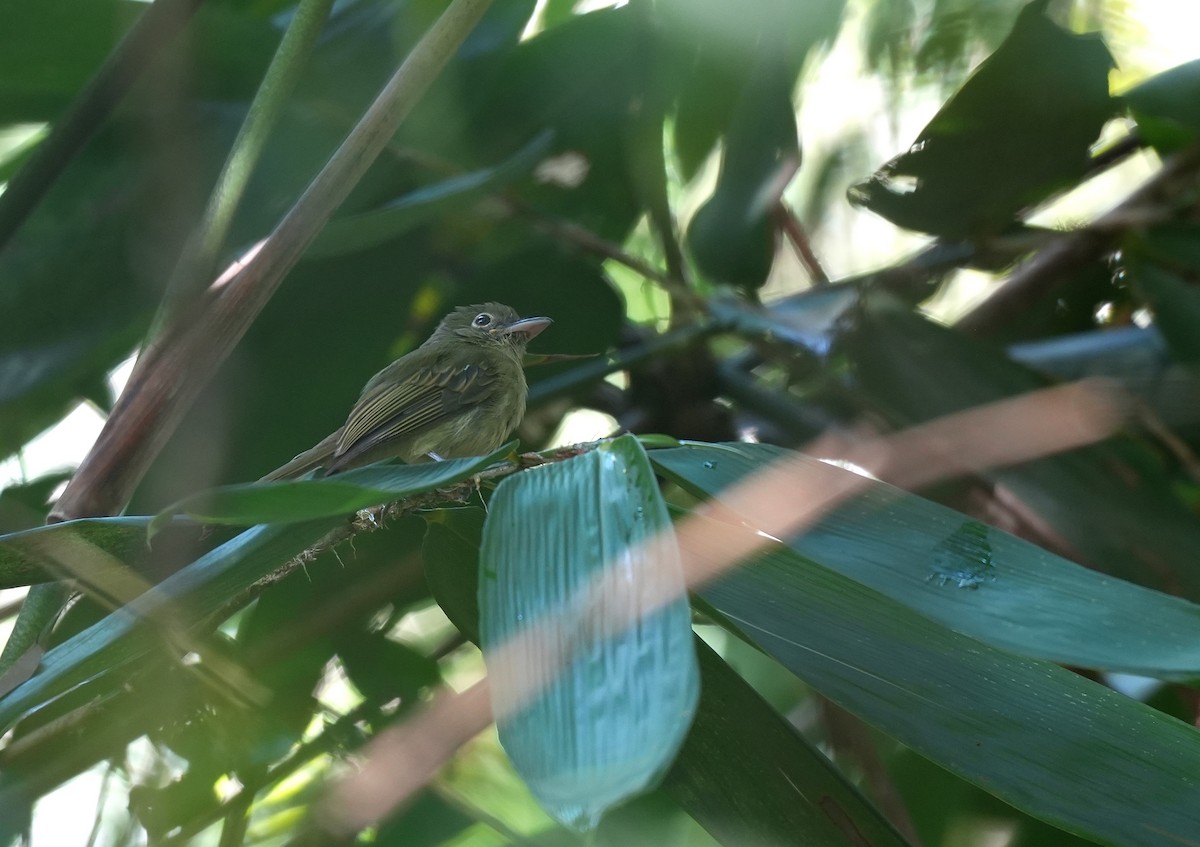 Eastern Olivaceous Flatbill - ML647220497