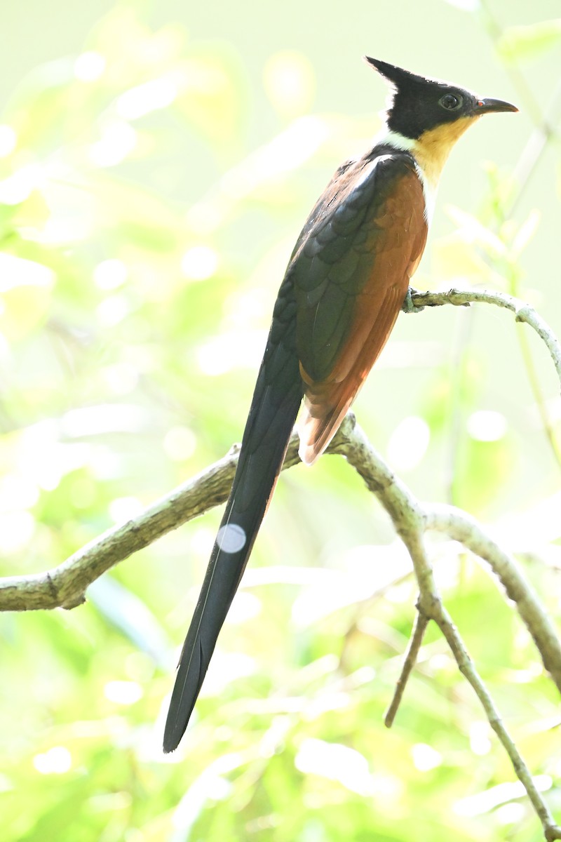 kukačka hnědokřídlá - ML647220505