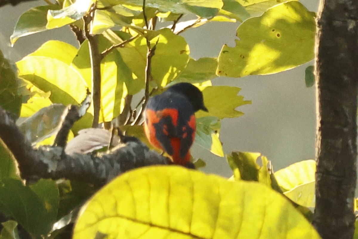 Scarlet Minivet - ML647220506