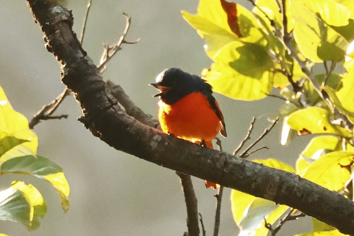 Scarlet Minivet - ML647220507