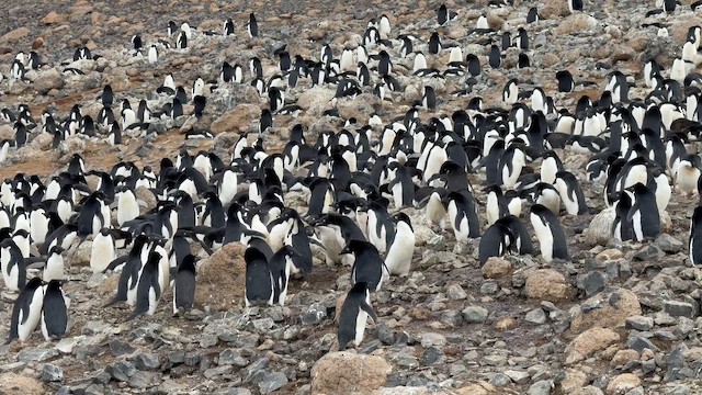 Adelie Penguin - ML647220516