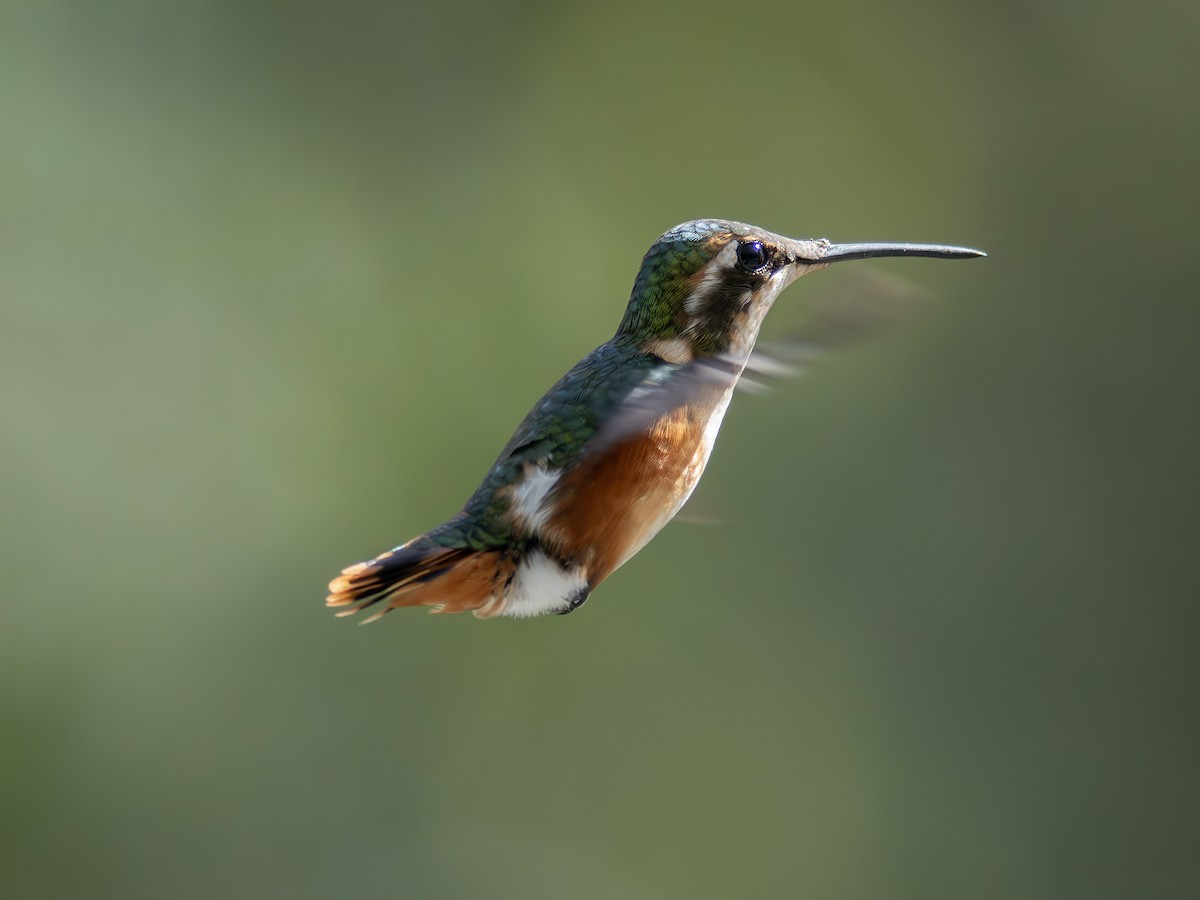 hvitbukkolibri - ML647220517