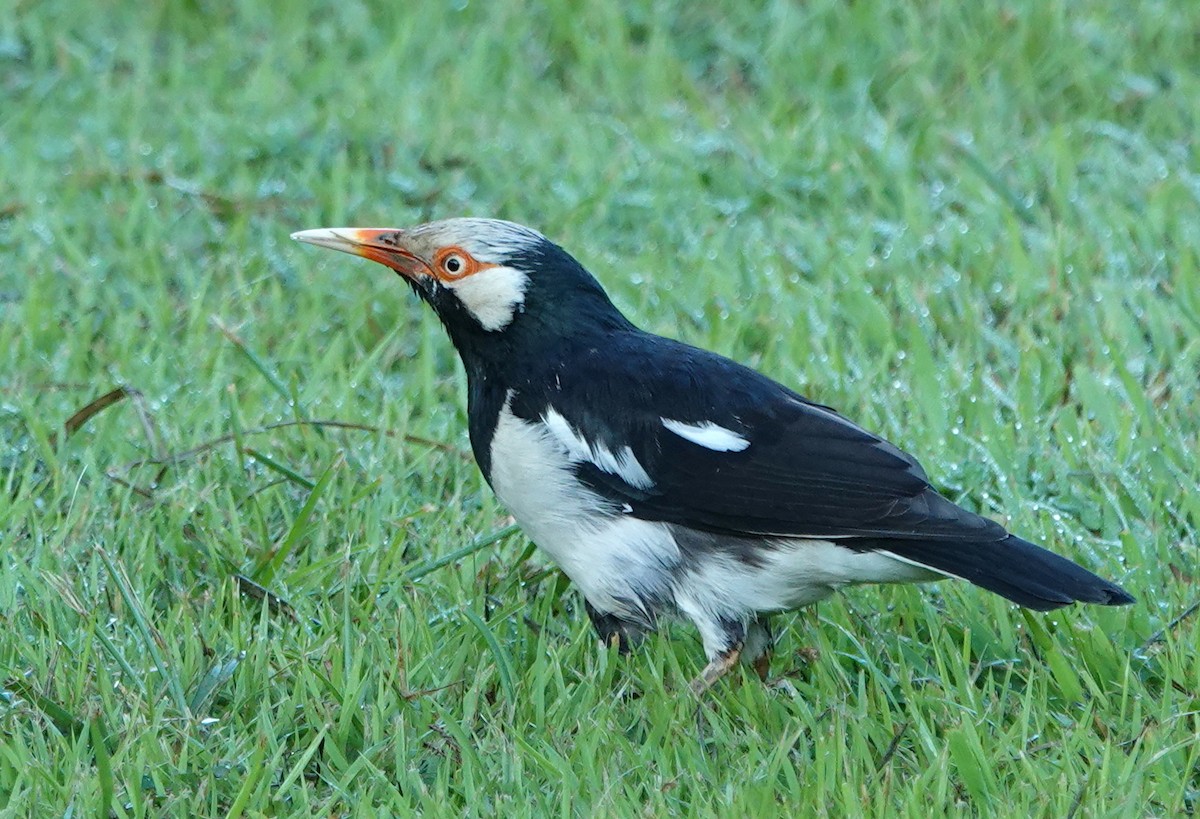 Siamese Pied Starling - ML647220521