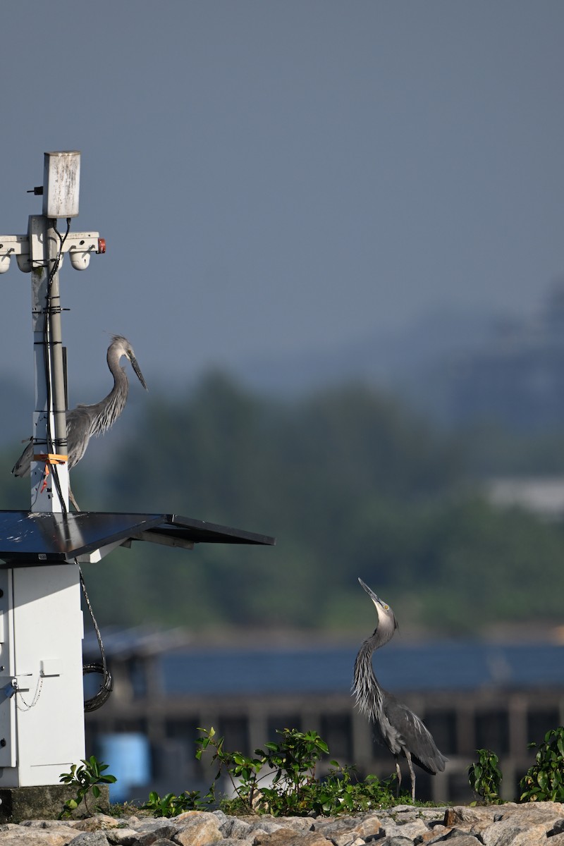 Great-billed Heron - ML647220522