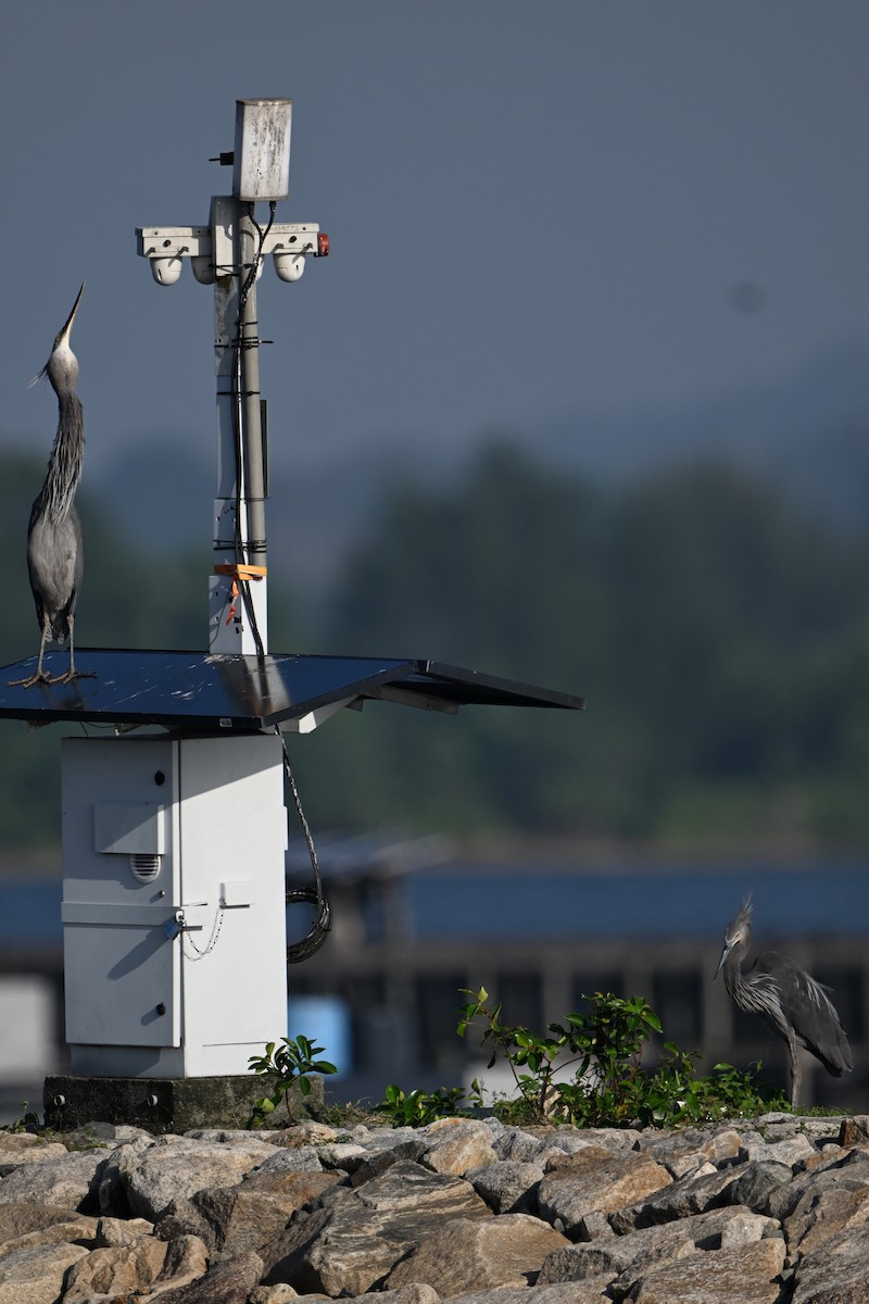 Great-billed Heron - ML647220523
