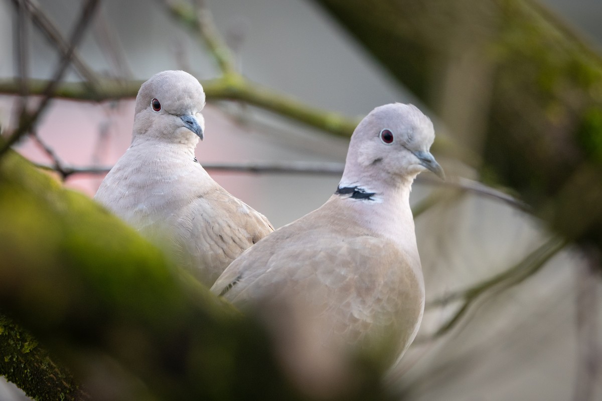 Eurasian Collared-Dove - ML647220534