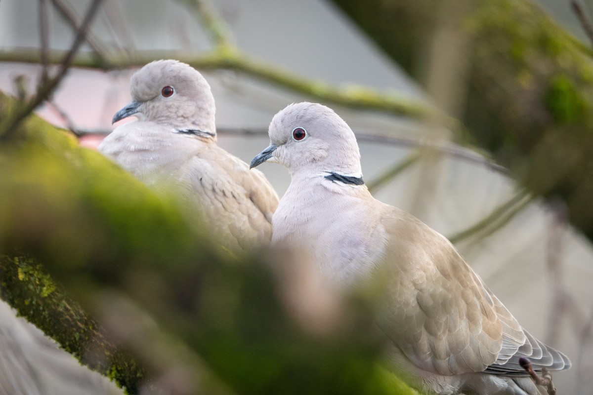 Eurasian Collared-Dove - ML647220535