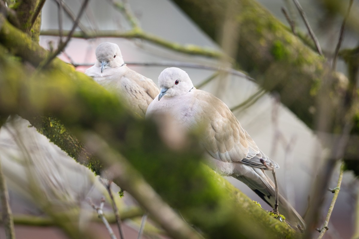 Eurasian Collared-Dove - ML647220536
