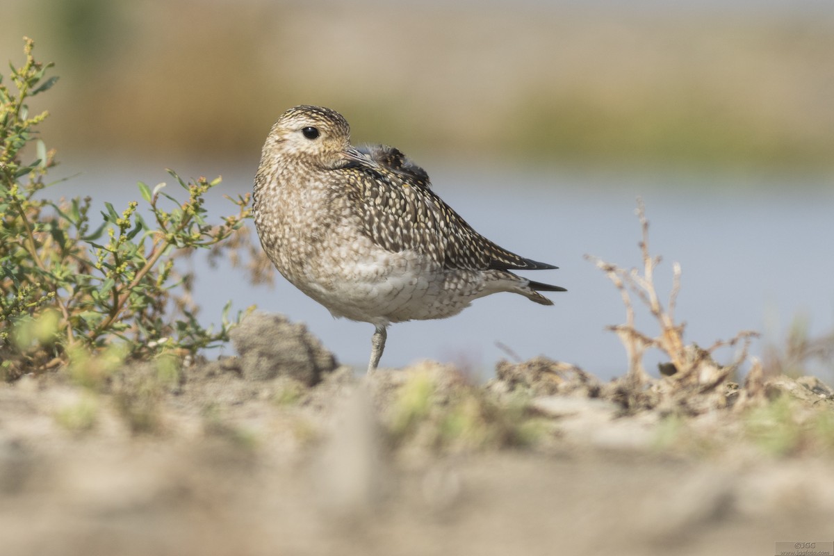 Сивка звичайна - ML647220537