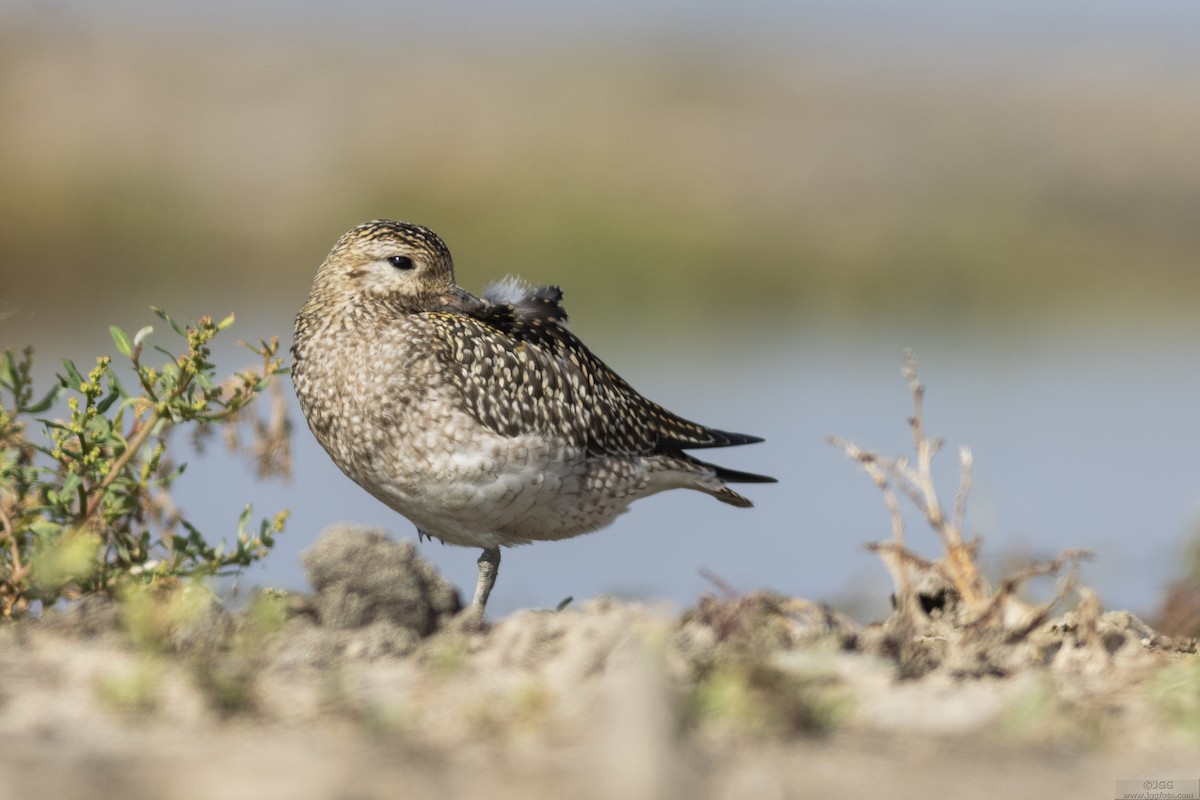 Сивка звичайна - ML647220538