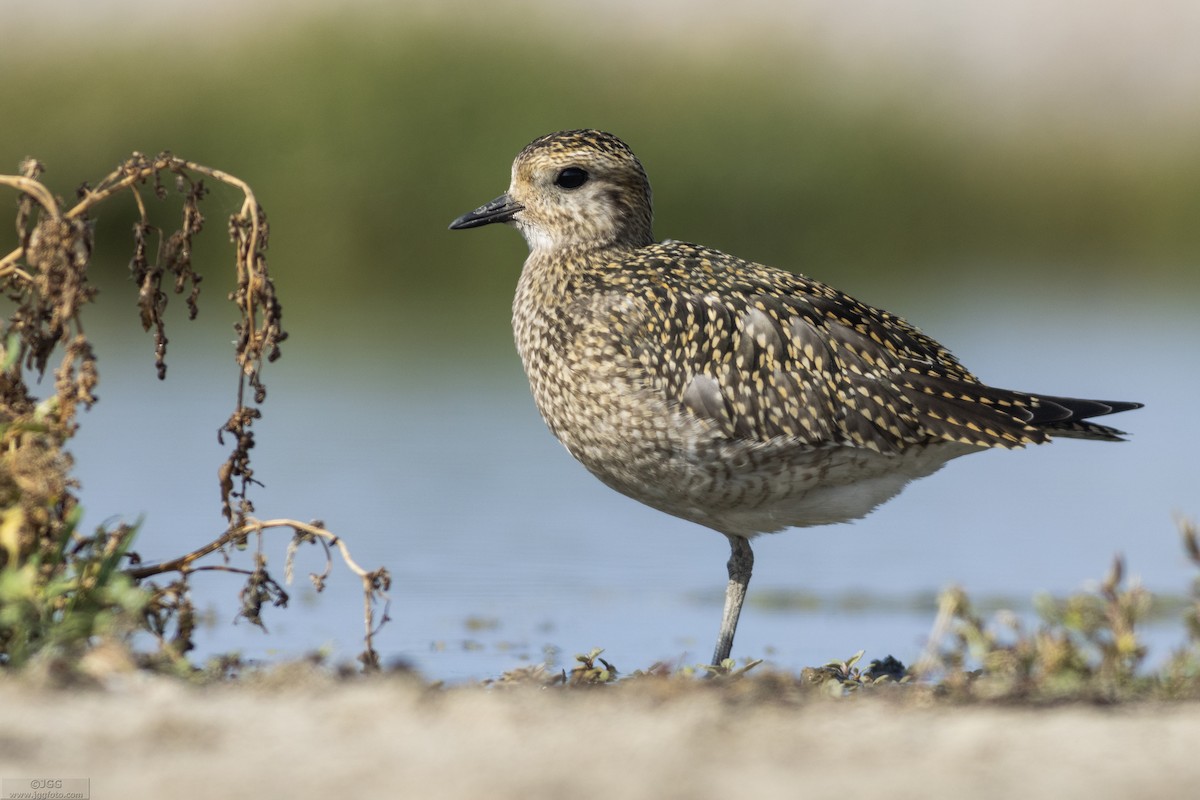 Сивка звичайна - ML647220539