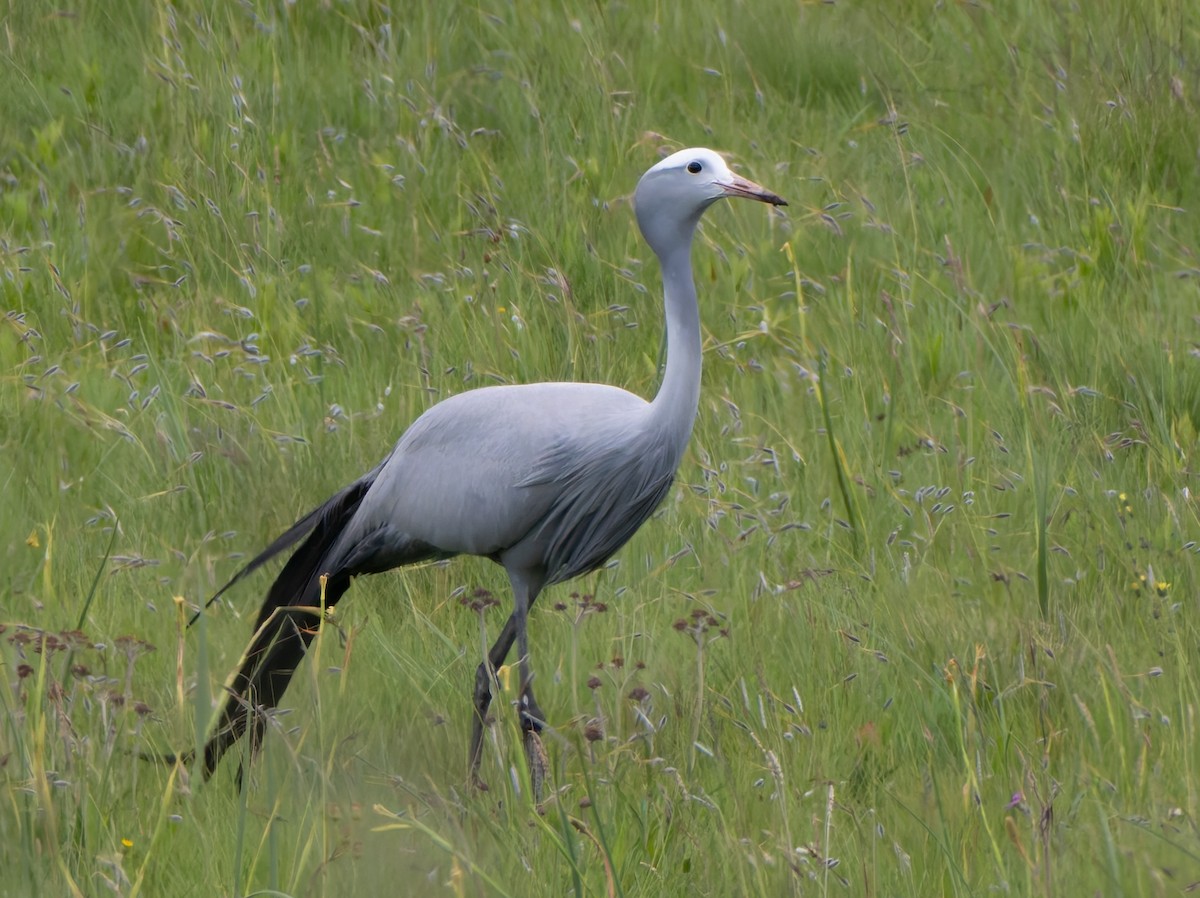 Blue Crane - ML647220542
