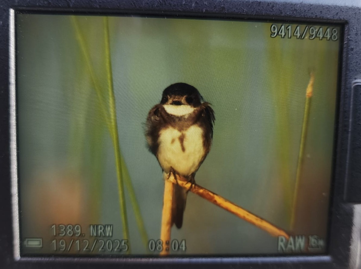 Uhalde-enara arrunta - ML647220546