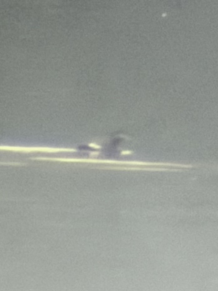 White-winged Scoter - ML647220568