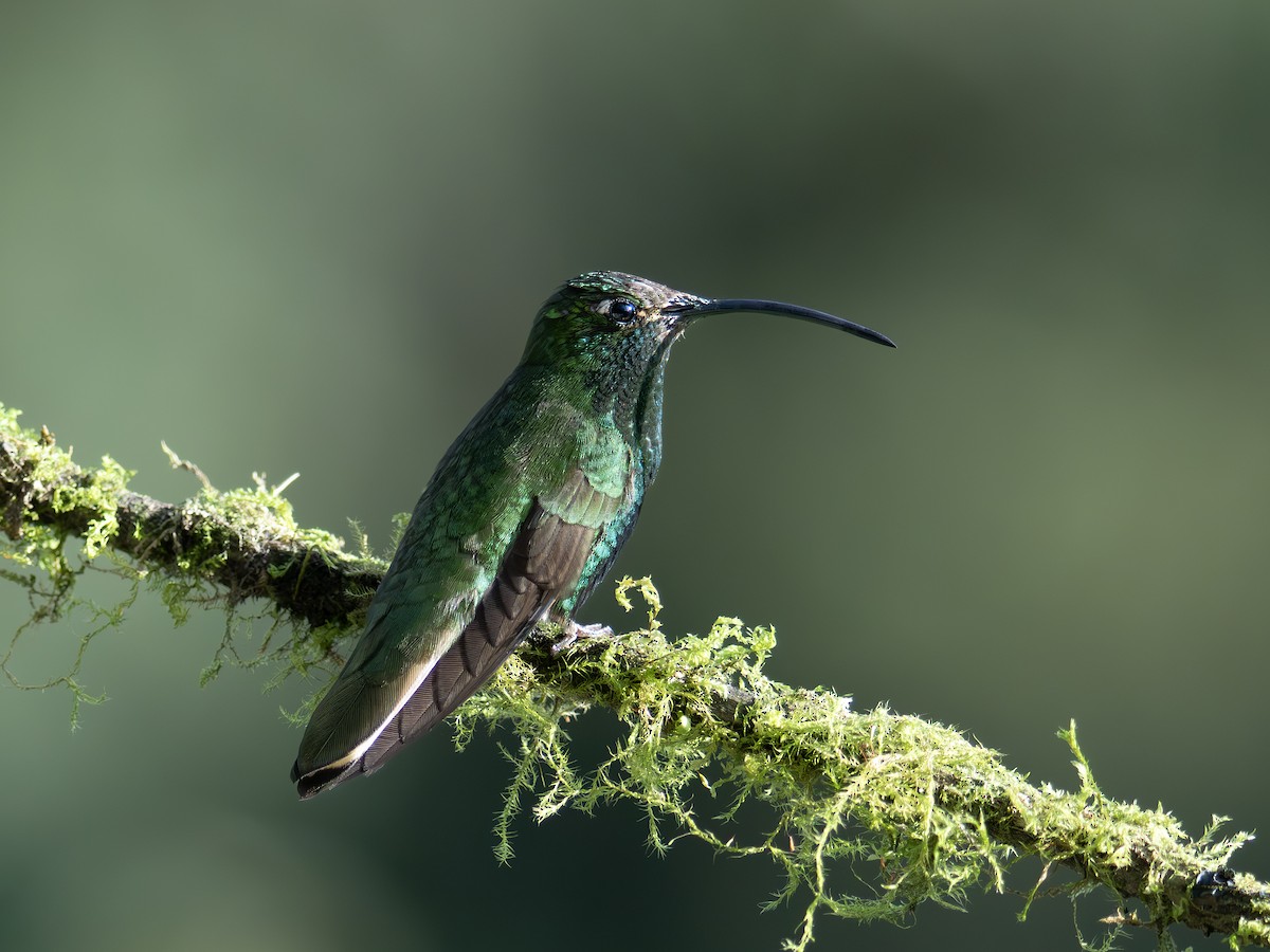 Mountain Velvetbreast - ML647220605