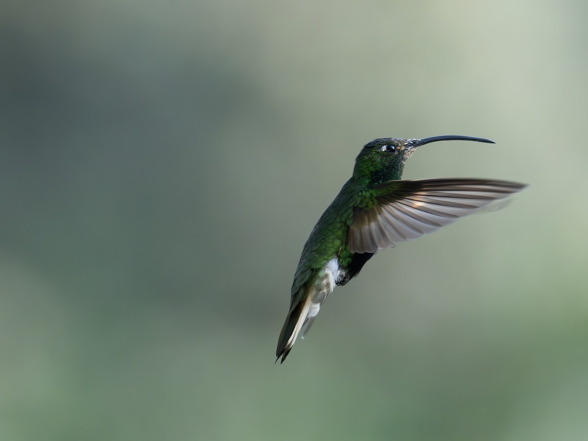 Mountain Velvetbreast - ML647220606