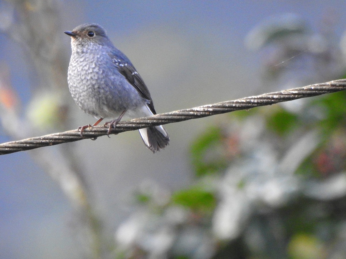 Plumbeous Redstart - ML647220608
