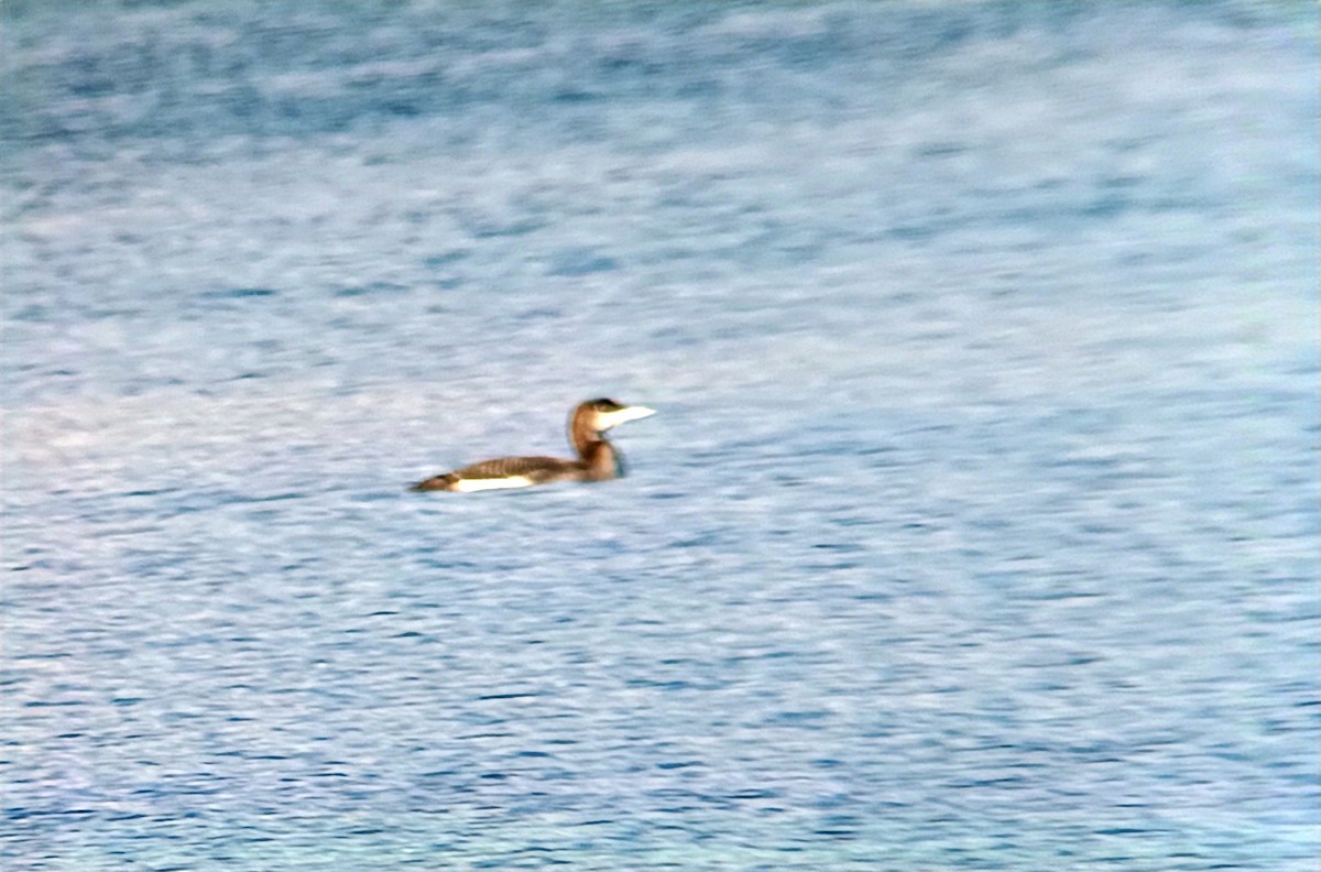 Aliota handia - ML647220612