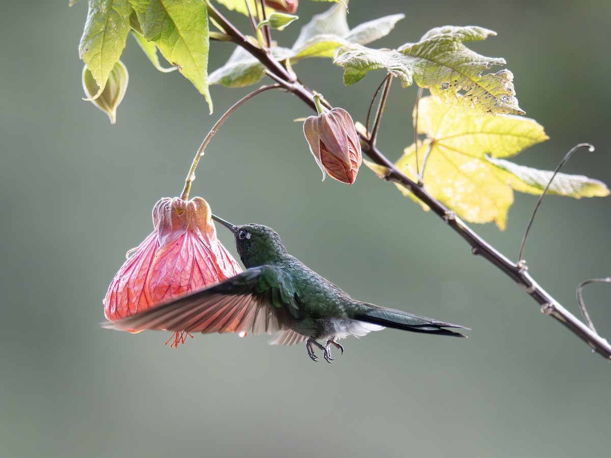 Tourmaline Sunangel - ML647220618