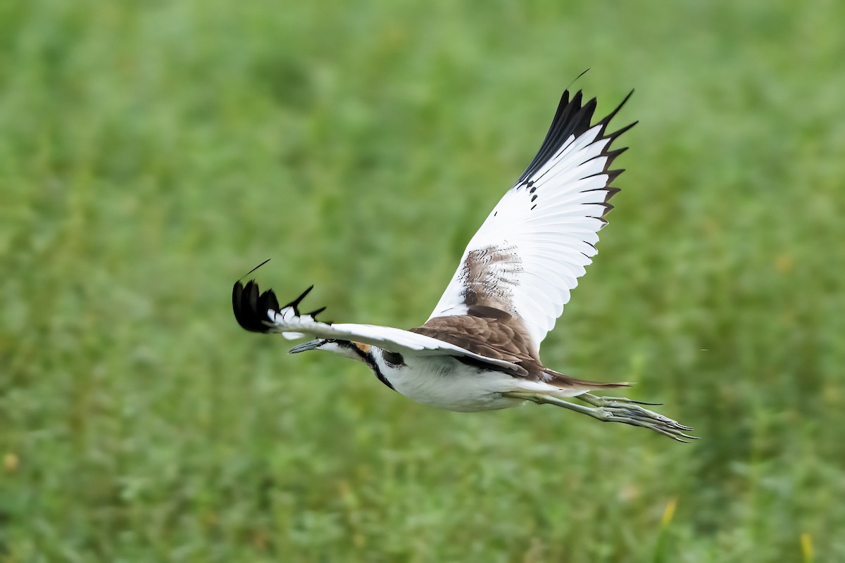 Jacana à longue queue - ML647220635