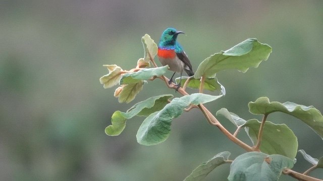 Eastern Double-collared Sunbird - ML647220636