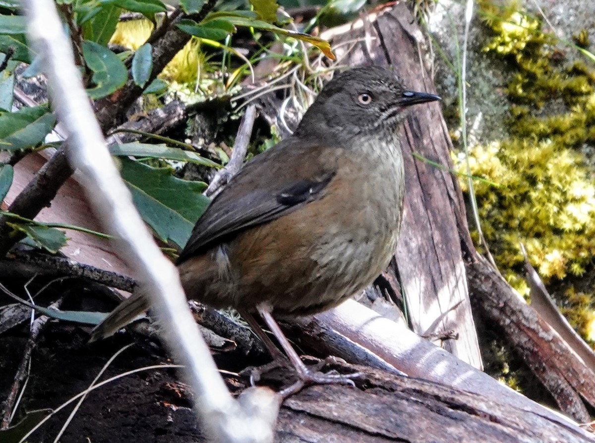 Тасманийская кустовка - ML647220645