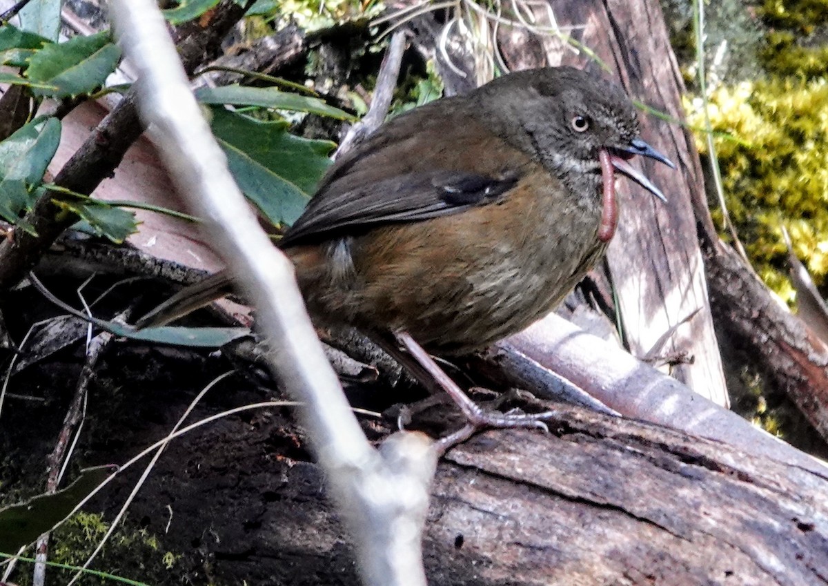 Тасманийская кустовка - ML647220646