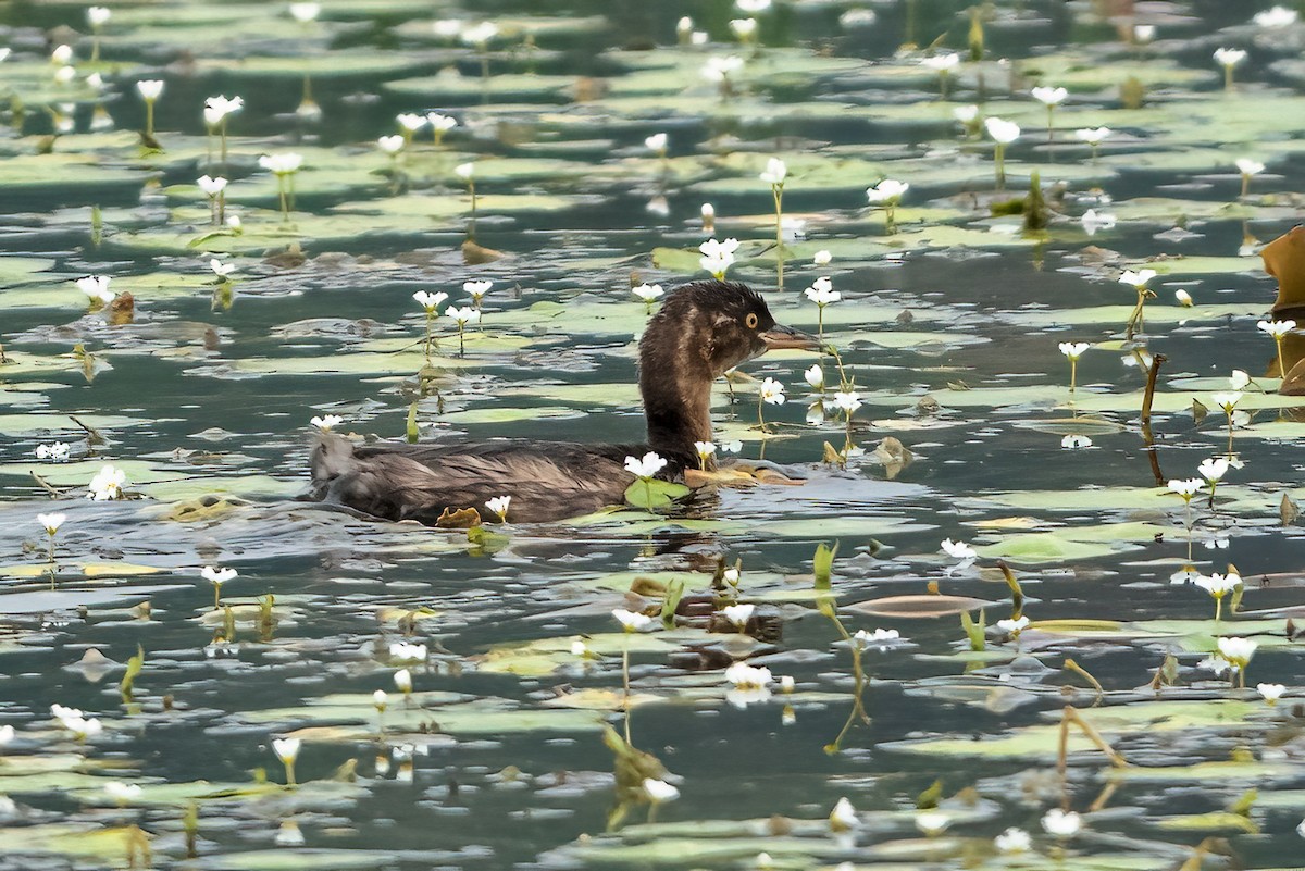 Little Grebe - ML647220666