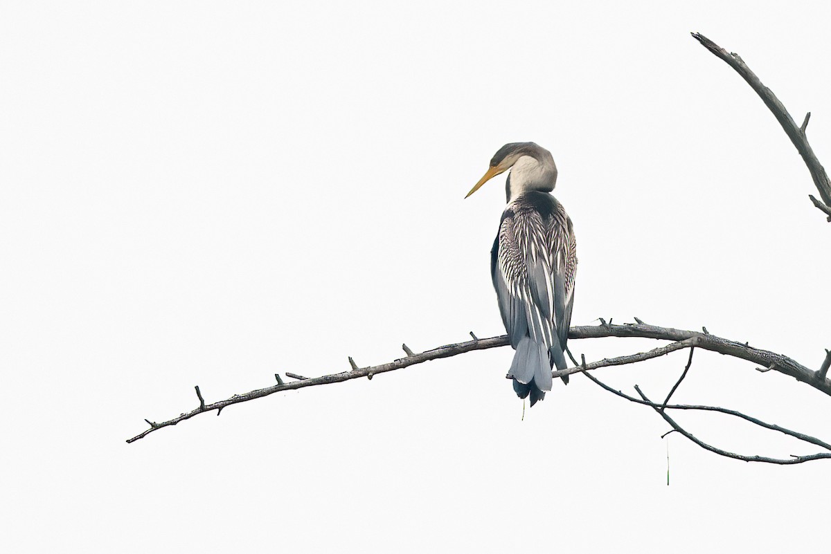 Oriental Darter - ML647220667