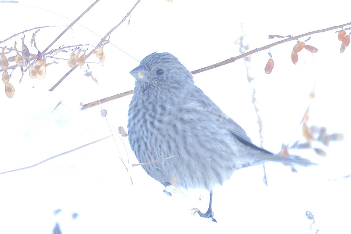 Great Rosefinch - ML647220668