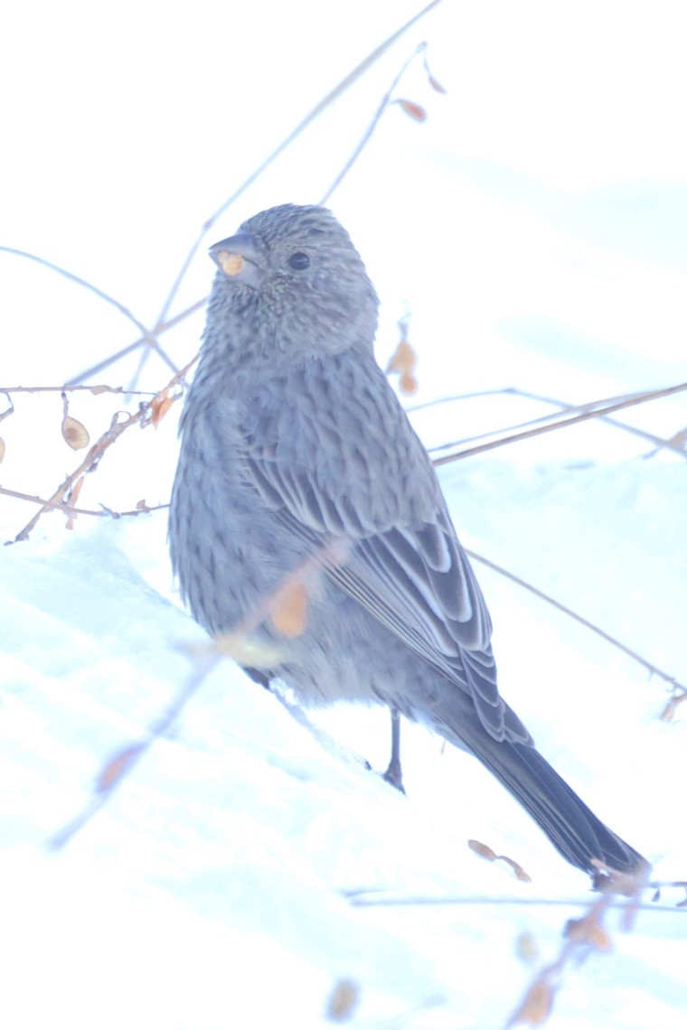 Great Rosefinch - ML647220669