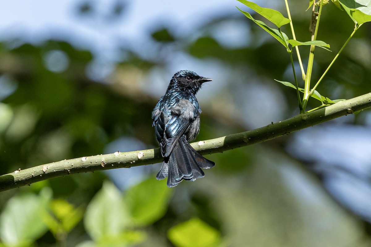 Bronzed Drongo - ML647220670