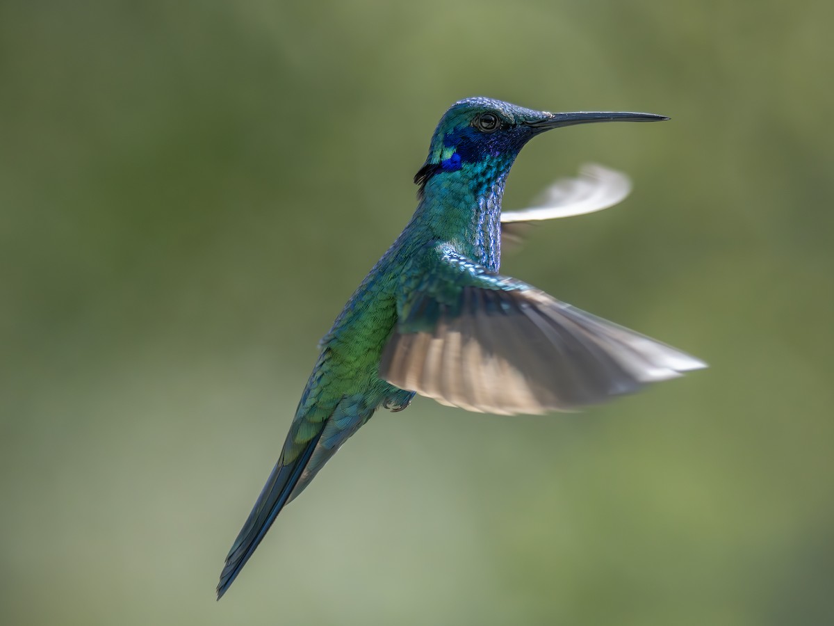 Колібрі синьочеревий - ML647220672