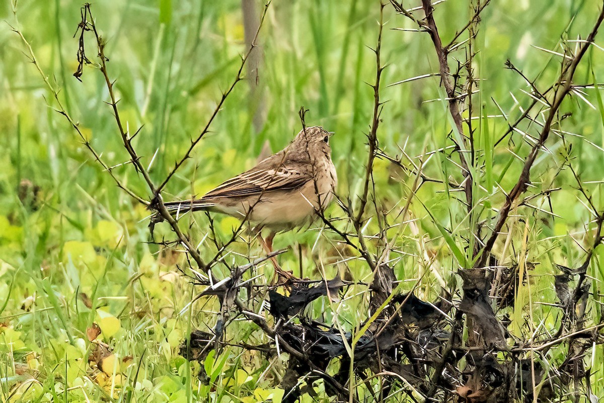 Paddyfield Pipit - ML647220705