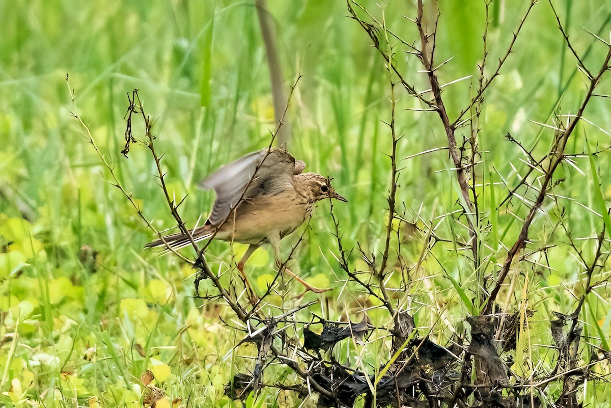 Paddyfield Pipit - ML647220706