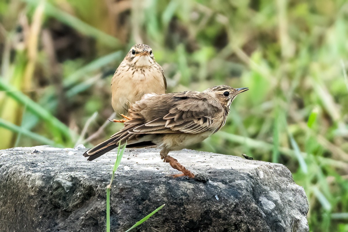 Paddyfield Pipit - ML647220707