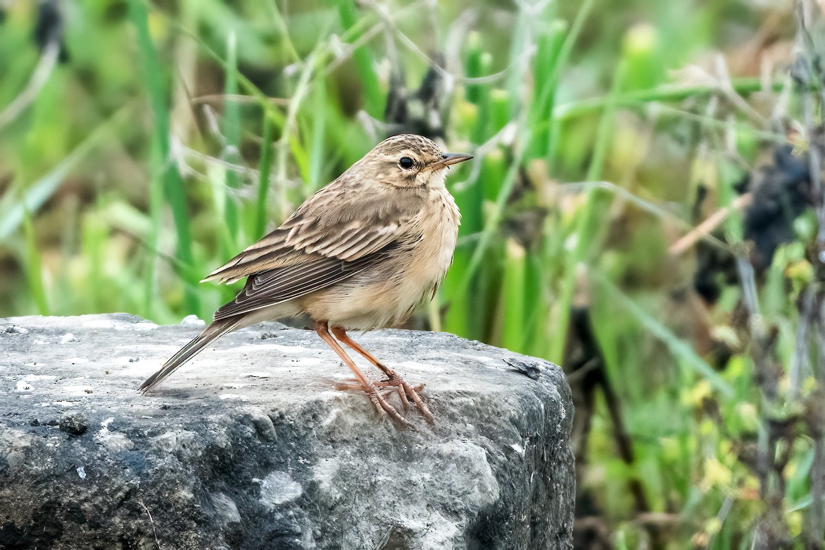 Paddyfield Pipit - ML647220708