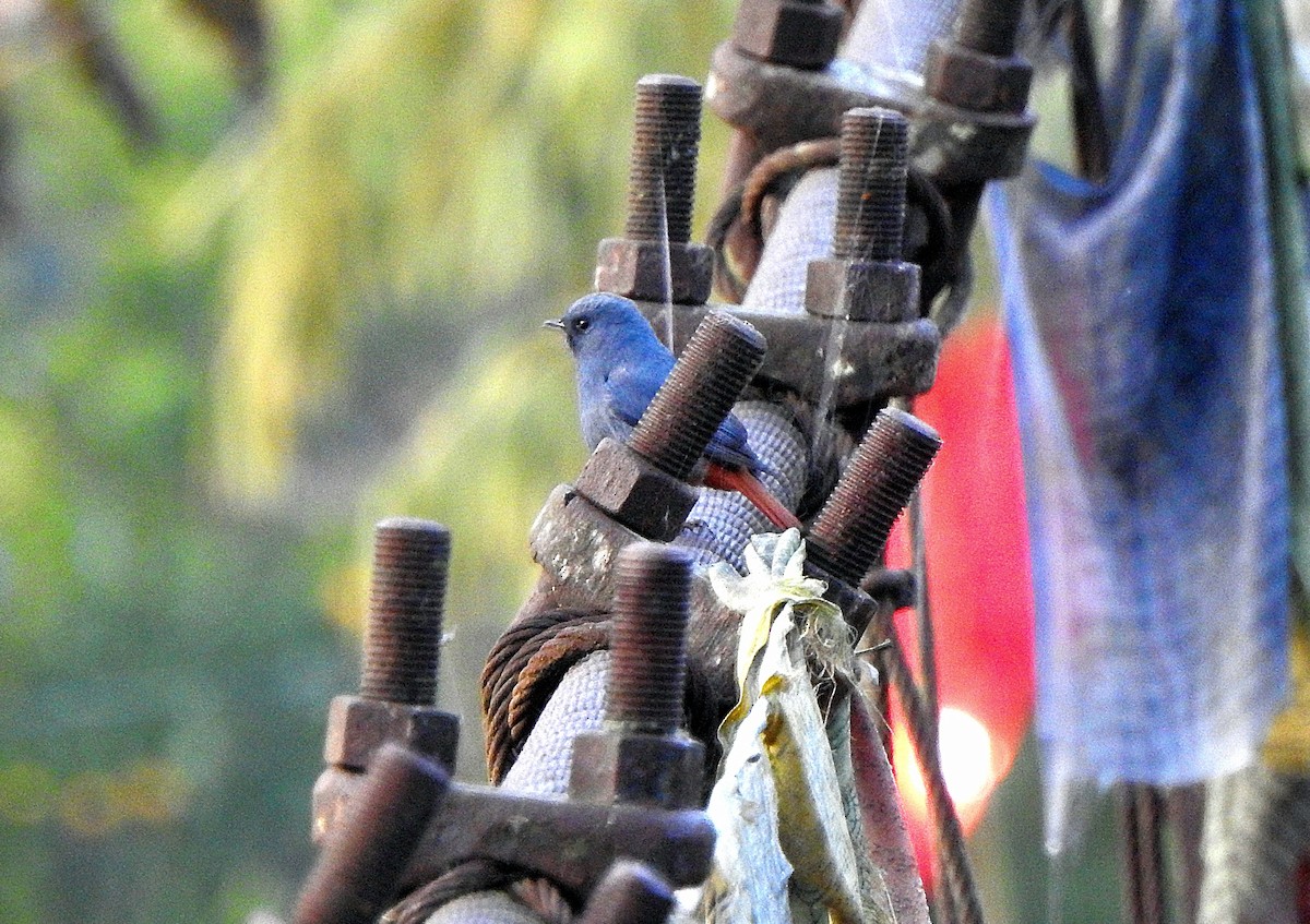 Plumbeous Redstart - ML647220709