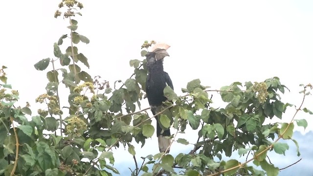 zoborožec šedolící - ML647220730