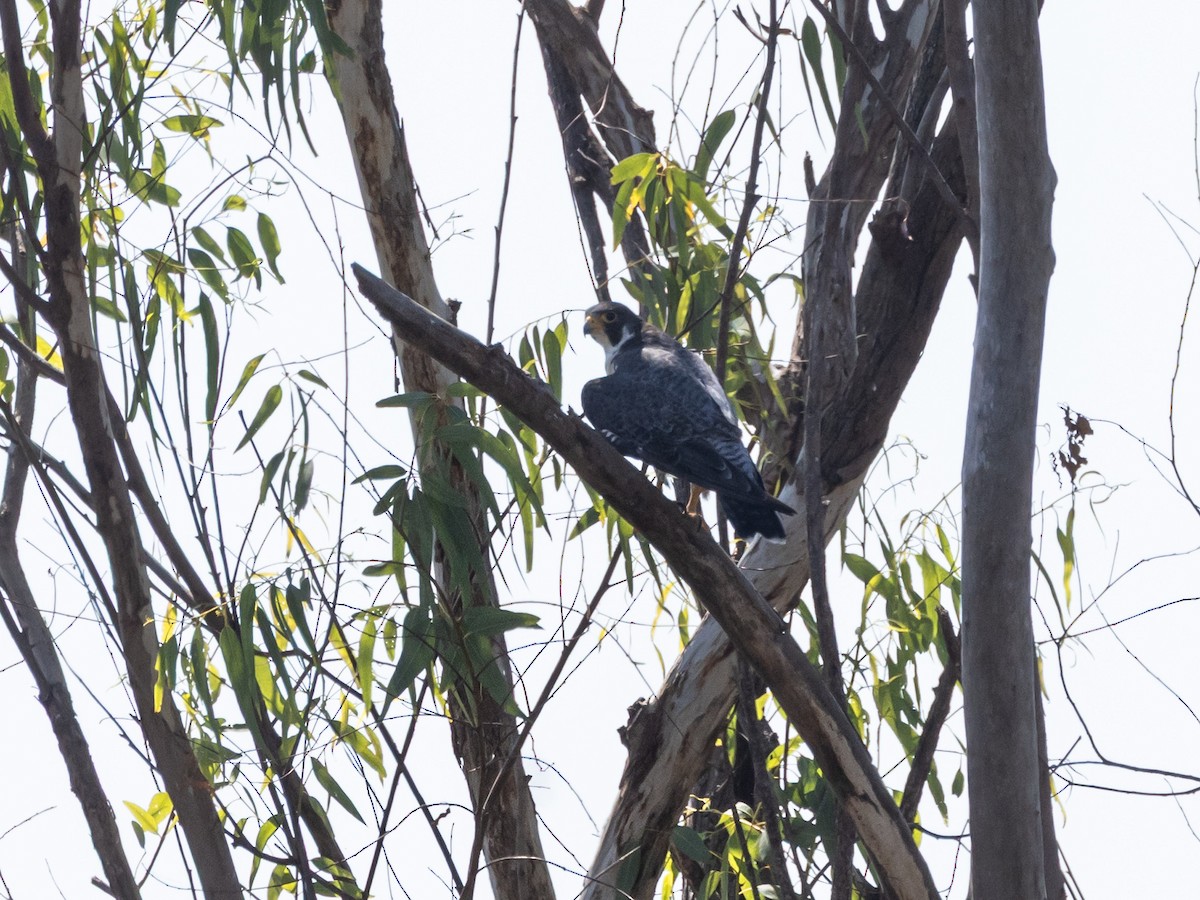 Peregrine Falcon - ML647220733