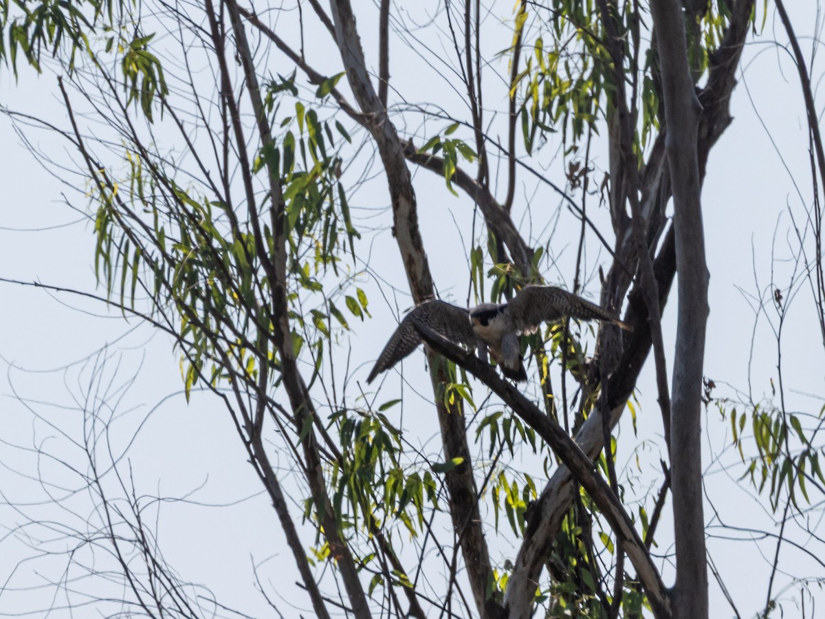 Peregrine Falcon - ML647220734