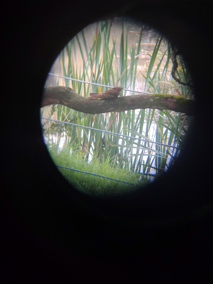 lelek šedočelý - ML647220735