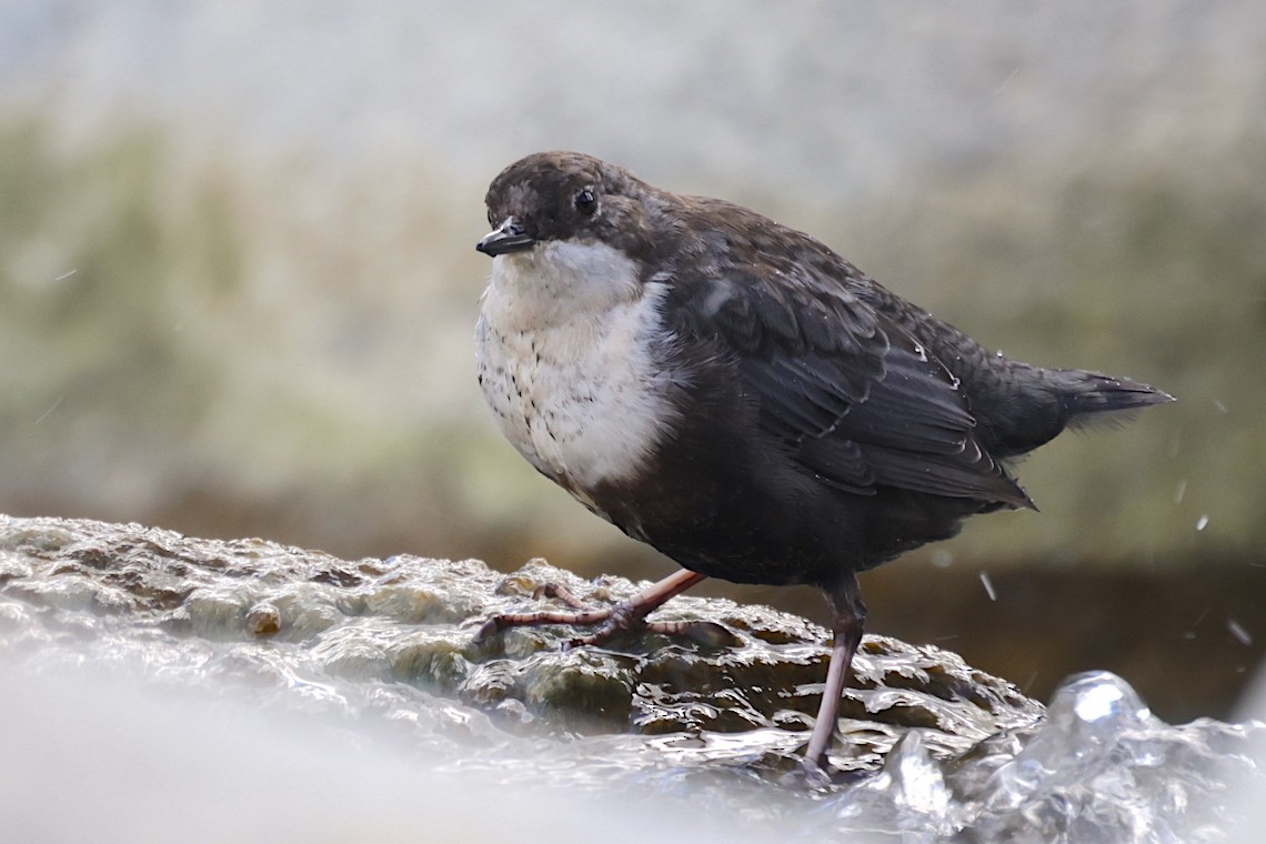White-throated Dipper - ML647220736