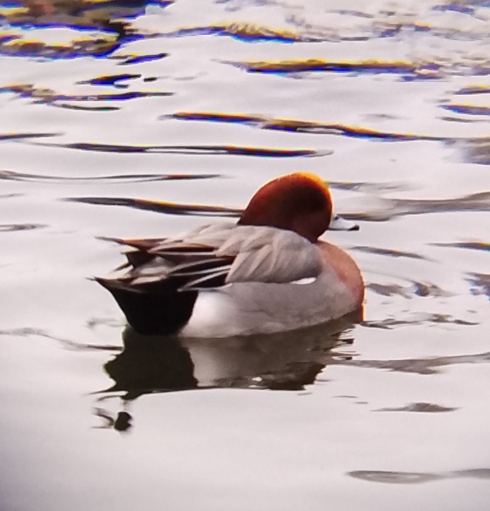 Eurasian Wigeon - ML647220738